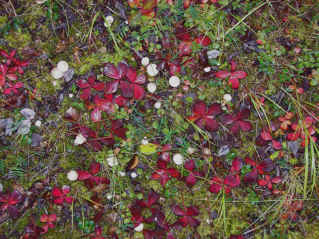 Fall flora and fungi