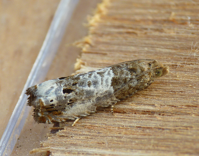 Possibly Epiblema trimaculana