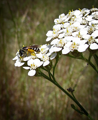 Black Banded Bee on Yarrow