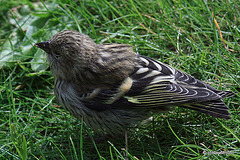 Young Siskin sunbathing