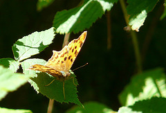 Comma