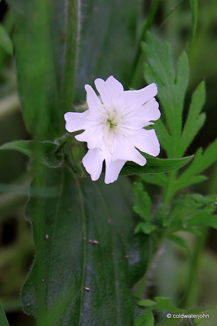 White Campion