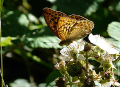 Silver Washed Fritillary 3