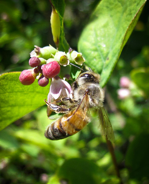 Honeybee on Tiny Pink Flowers