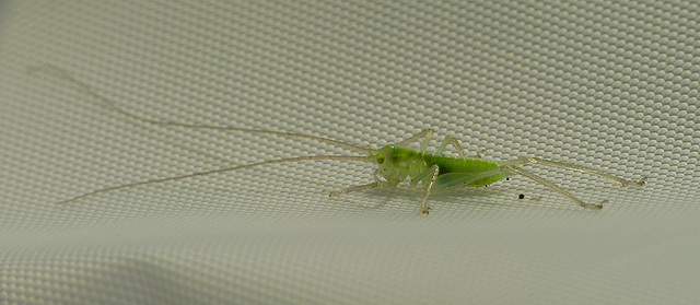 Stretched Out Oak Bush Cricket Nymph