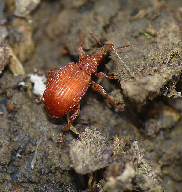 Red Rumex Weevil