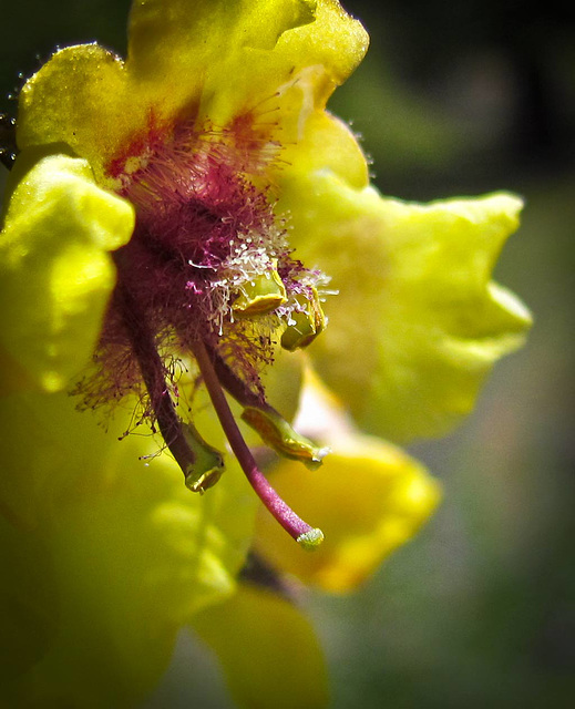 Super Macro Flower