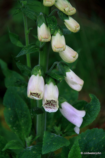 Foxglove