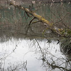 Arbre mort accueillant Arbre mort accueillant