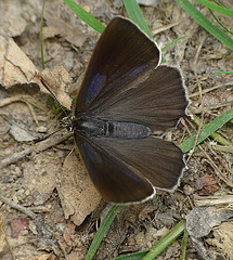 Purple Hairstreak Butterfly Female