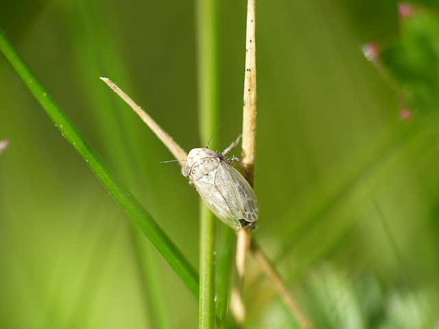 Euscelis incisus