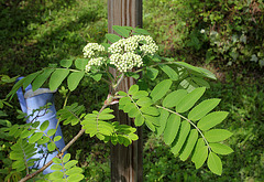 Sorbus