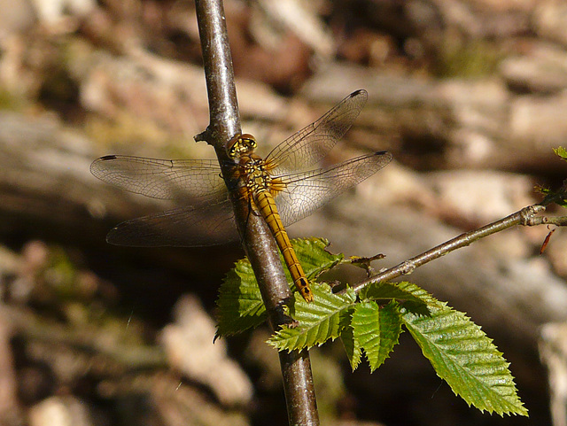 Ruddy Darter Dragonfly