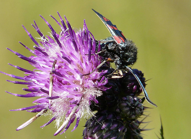 Six Spot Burnet Moth