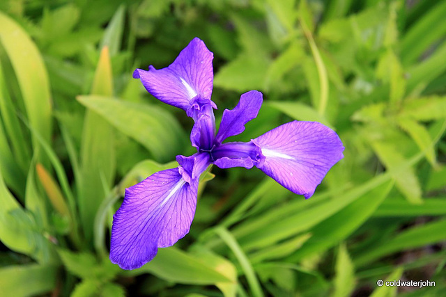 Blue Flag Iris