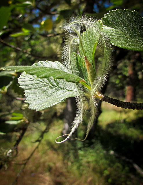 Feathery Tree Seeds