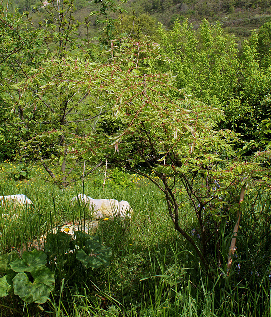 Zelkova variegata