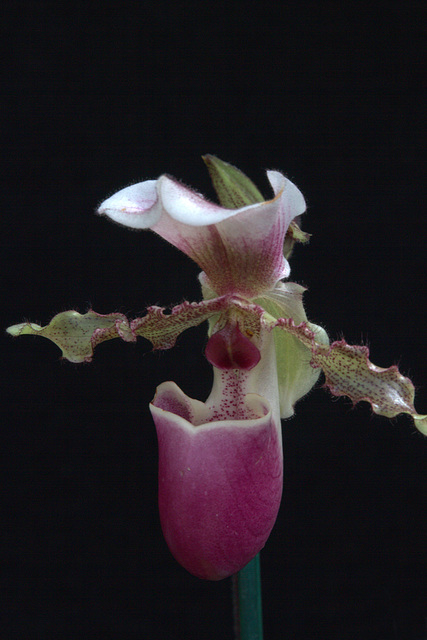 Paphiopedilum Deedmanianum