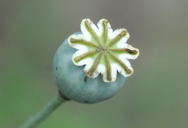 Poppy Shoot