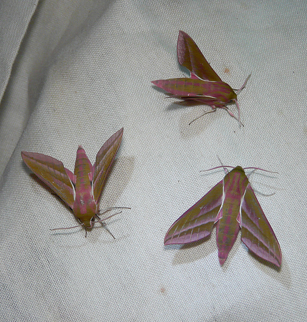 Elephant Hawk-moth