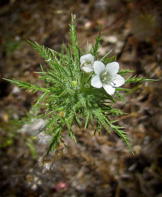 Tiny White Flower and Opening Bud