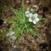 Tiny White Flower and Opening Bud