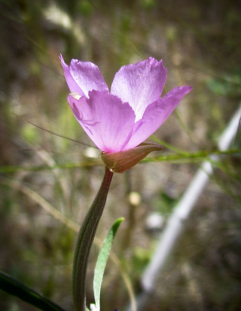 Spider Shadow in Pink Flower