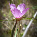 Spider Shadow in Pink Flower