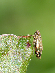 Little Bug -Example 1b