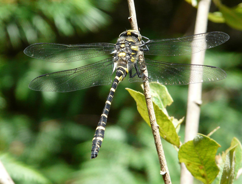 Gold-ringed Dragonfly Male 1