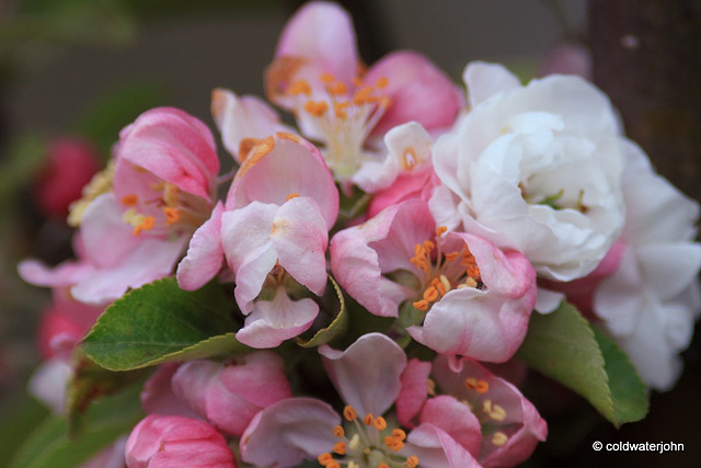 The fruits of a morning stroll through the garden