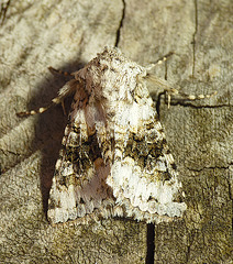 Broad-barred White