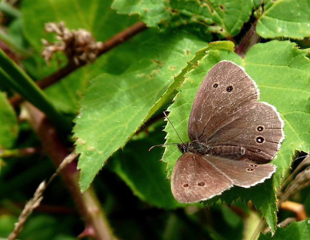 Ringlet