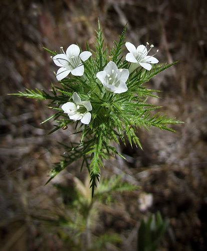 White Navarretia