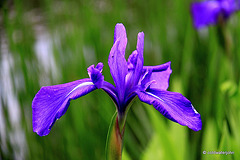 Blue Flag Iris