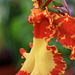 Psychopsis Kalihi