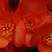 Begonias