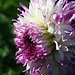 Dahlia