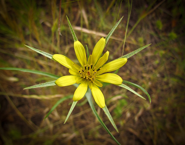 Goatsbeard