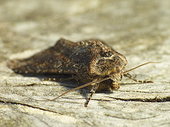 Dusky Brocade Head On