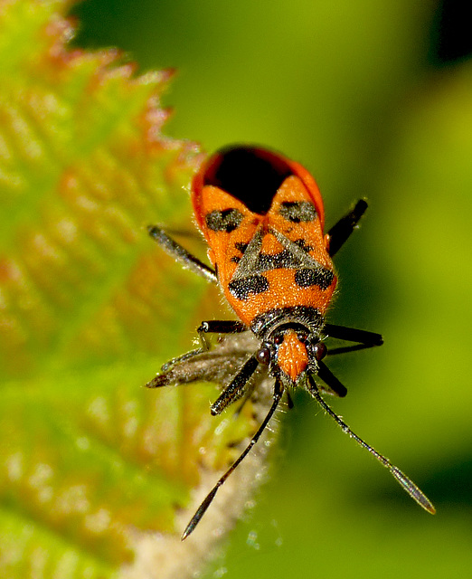 Corizus hyoscyami