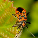 Corizus hyoscyami