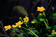 Marsh Marigold