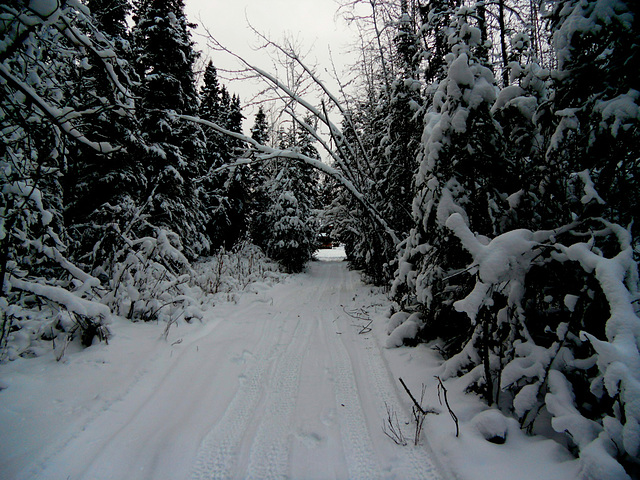 Trail from the river