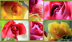 Garden Roses in June 5836221357 o