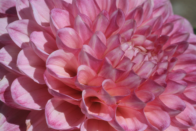 Dahlia