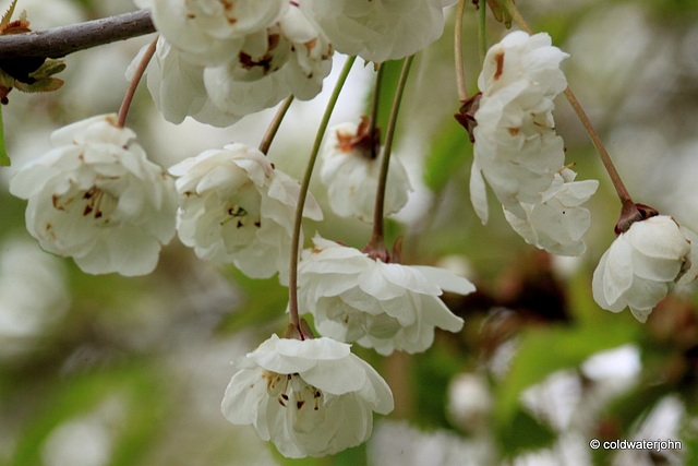 Flowering fruit blossoms today
