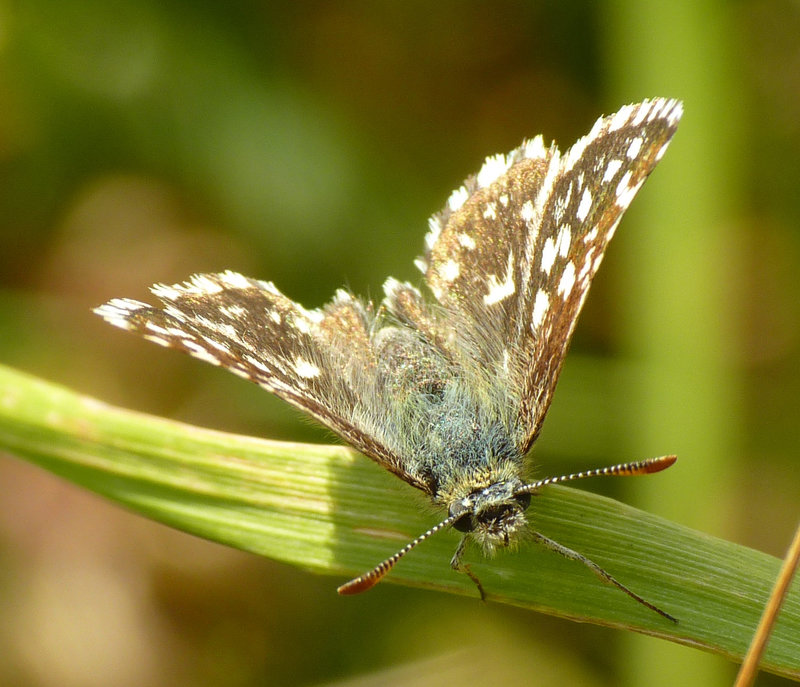 Elderly Grizzled