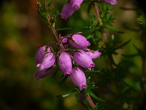 Bell Heather