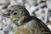 Finch recharging its vitamin D supply